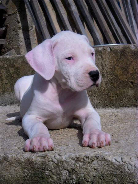 Argentinski-pas-dogo-štenci-na-prodaju
