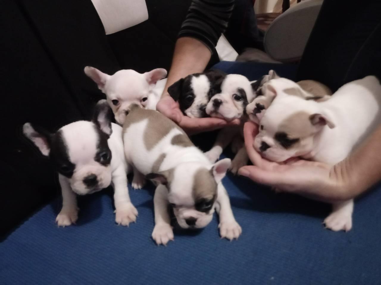Francuski-buldog-stenad
