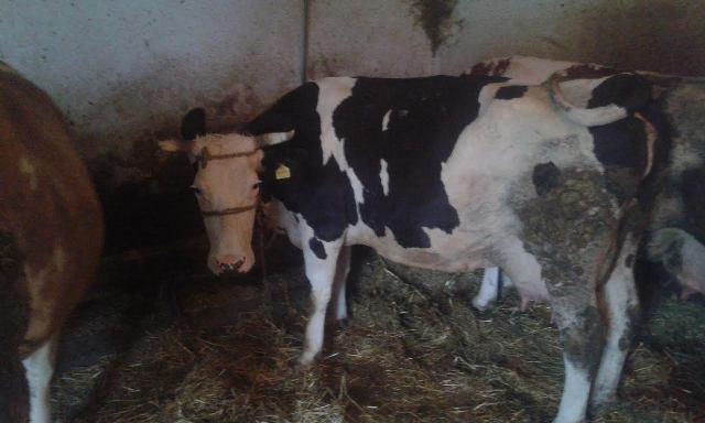 Steone krave