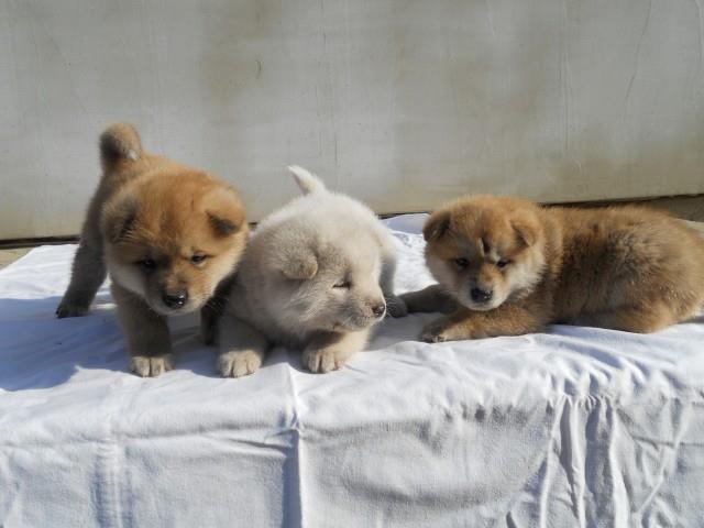 Akita-inu-štenci