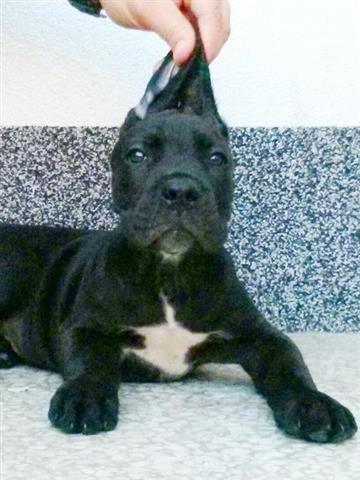 Cane-Corso-Stenad-Povoljno
