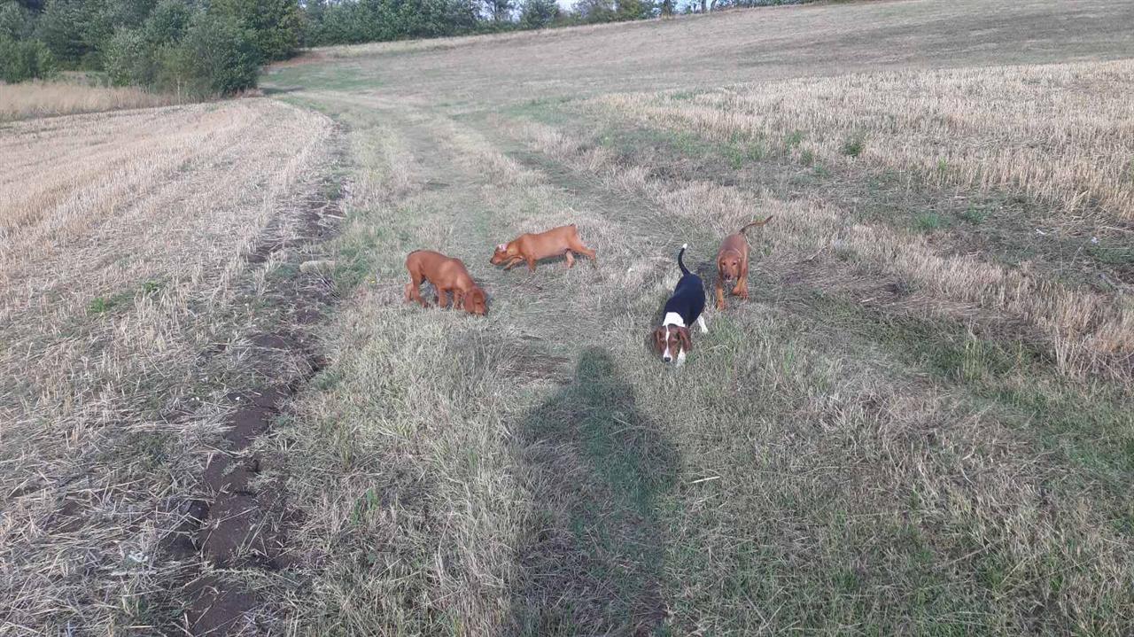 Srpski-žuti