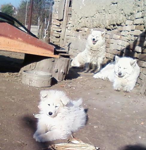 Samojed muzjak
