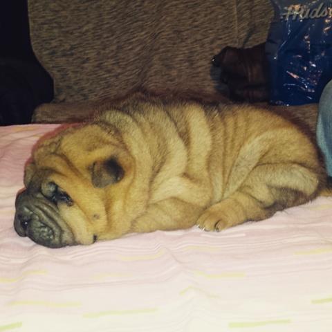 Shar-Pei-stenci