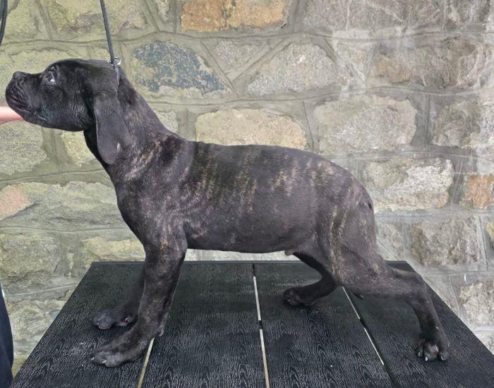 Cane-Corso-štenci