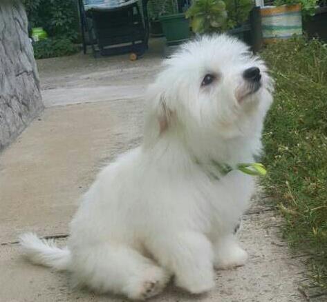 Coton-de-Tulear---muzjaci