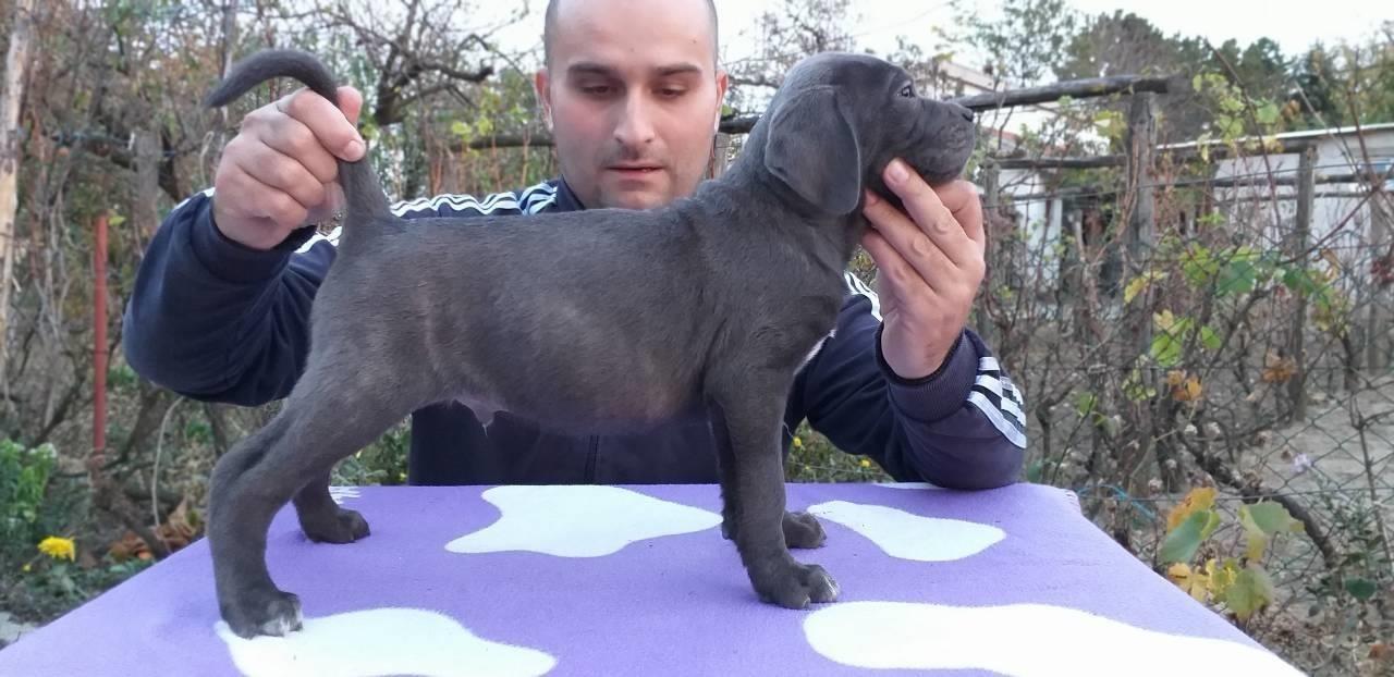 Cane-corso-štenci
