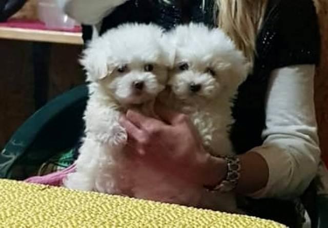 Mini-maltezer-štenci