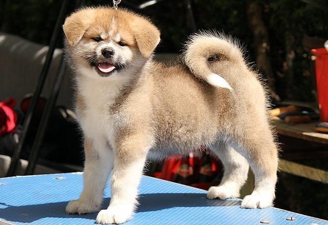Akita inu 