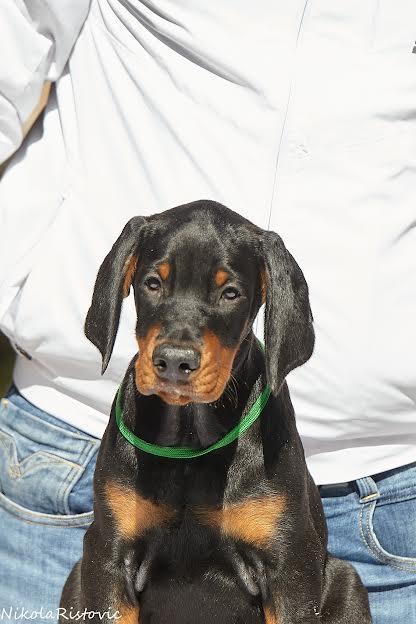 Doberman-štenci
