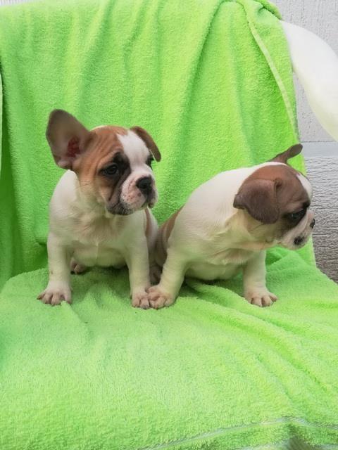 Francuski-buldog--zenska-stenad