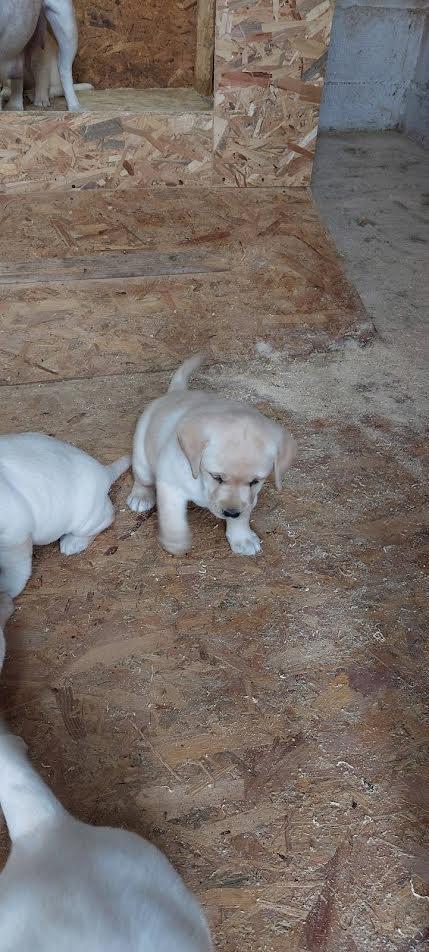 Labrador-retriver