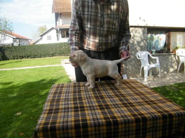 Stenci-Labrador-retrivera