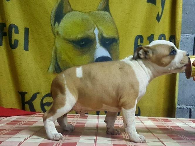 Stenci americkog staforda na prodaju