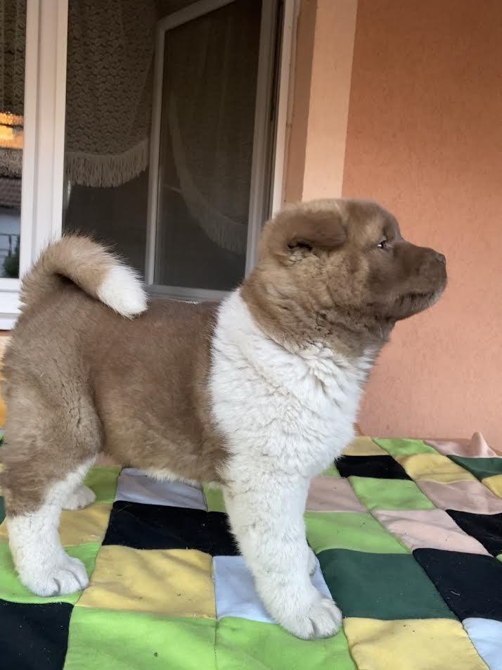 Američka-Akita-