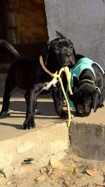 Cane-Corso-Kevre-Protettore
