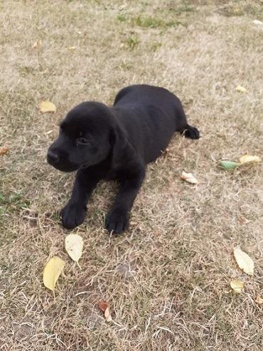 Labrador-stenci