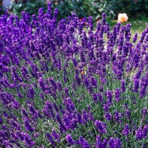 Lavanda-rasad