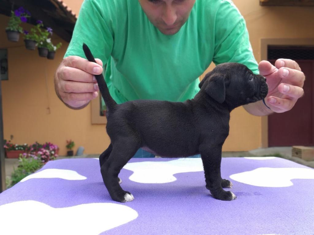 Cane-corso-stenci