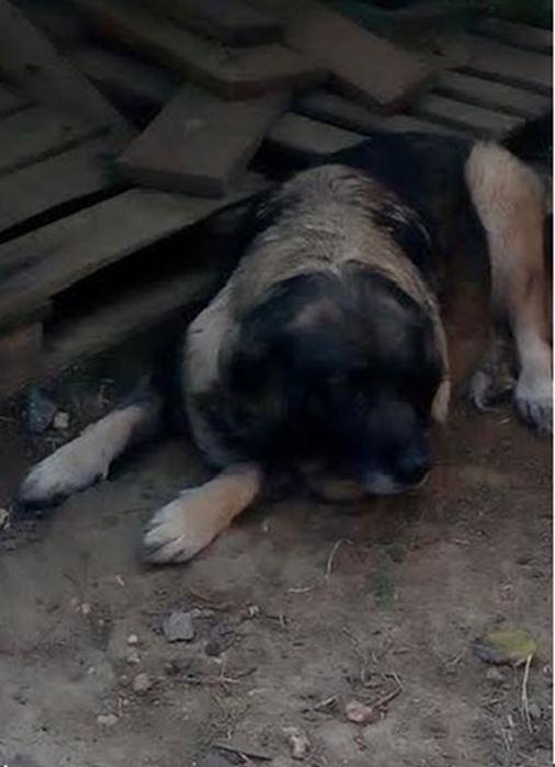 Šarplaninac