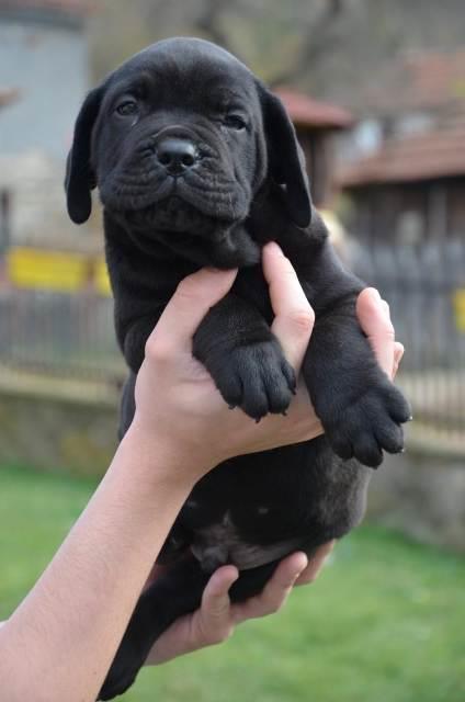 Cane-Corso-štenci