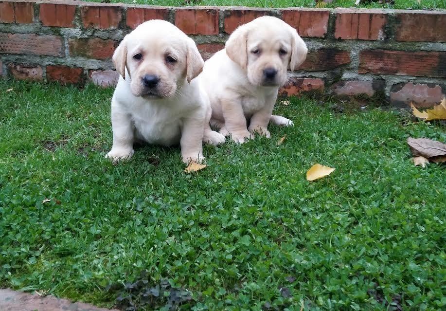 Labrador-stenci