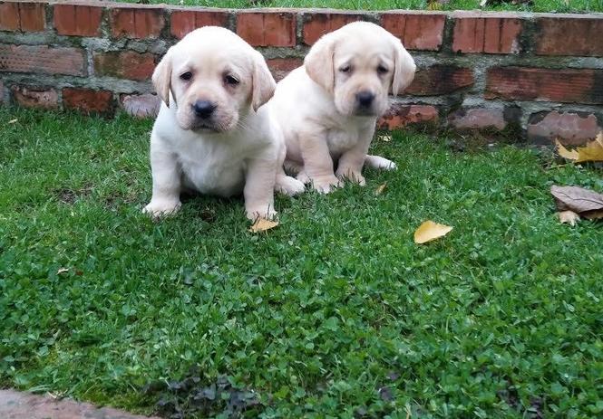 Labrador stenci