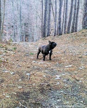 Francuski-buldog-štenci