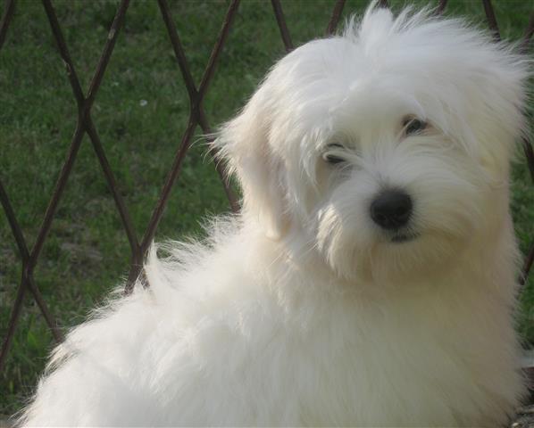 Coton-de-Tulear