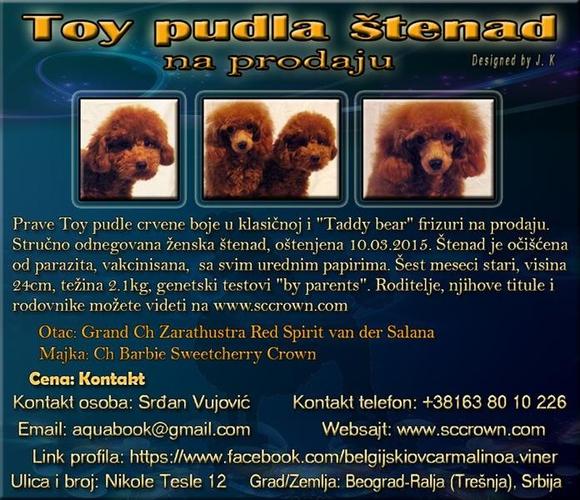 Toy pudla štenad