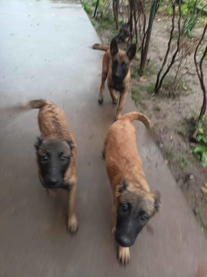 Belgijski-ovčar-MALINOA-štenci