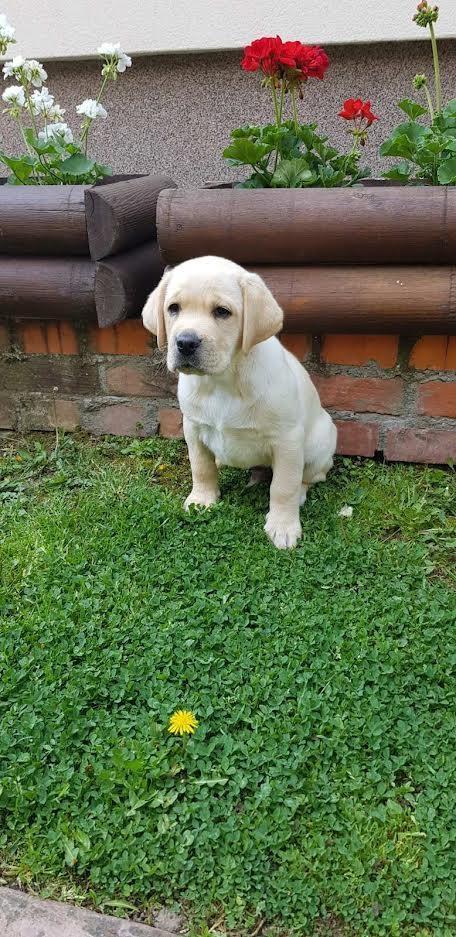 Top-leglo-labrador-retrivera