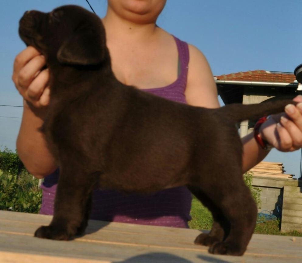 Labrador-Retriver