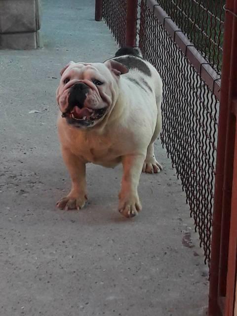 Engleski-buldog--zenke