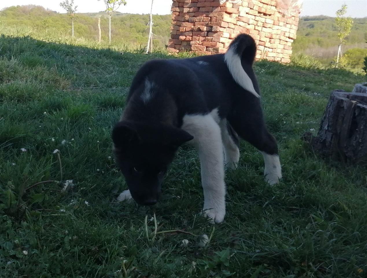 Američka-akita-štenci