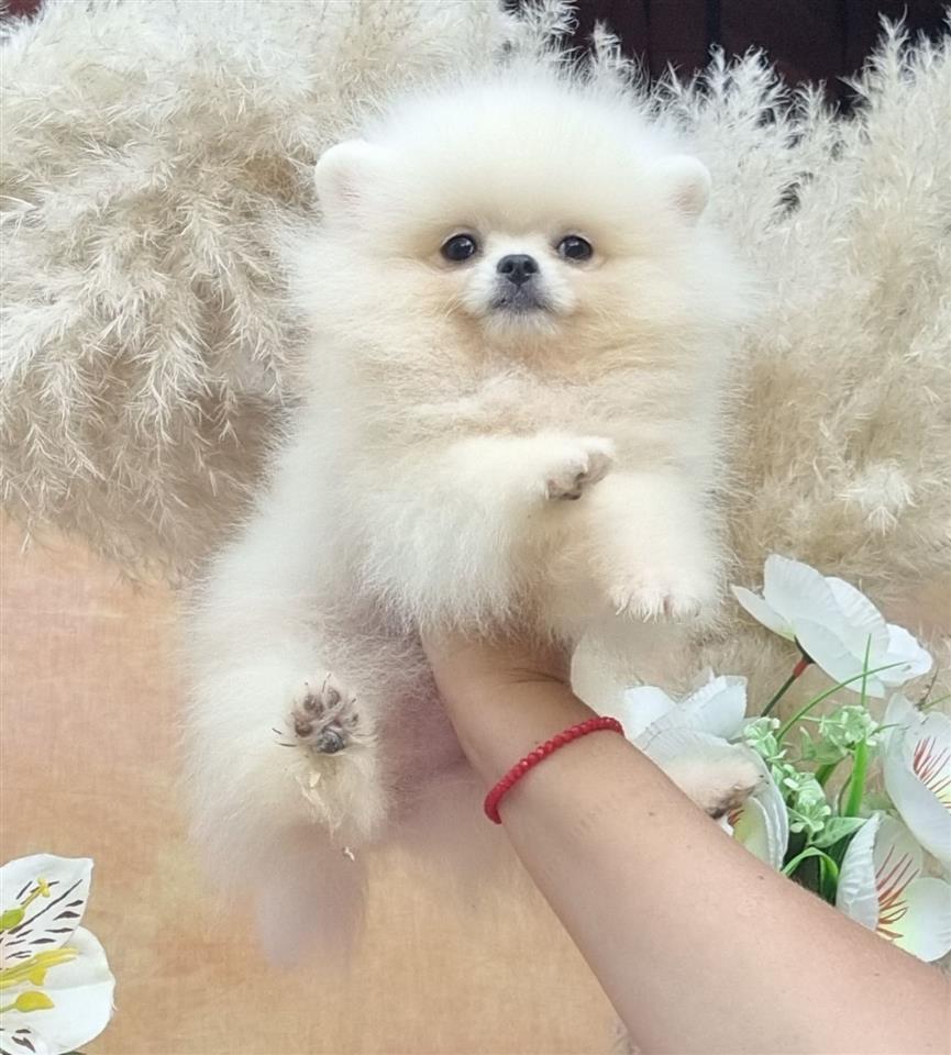 Pomeranac-BOO