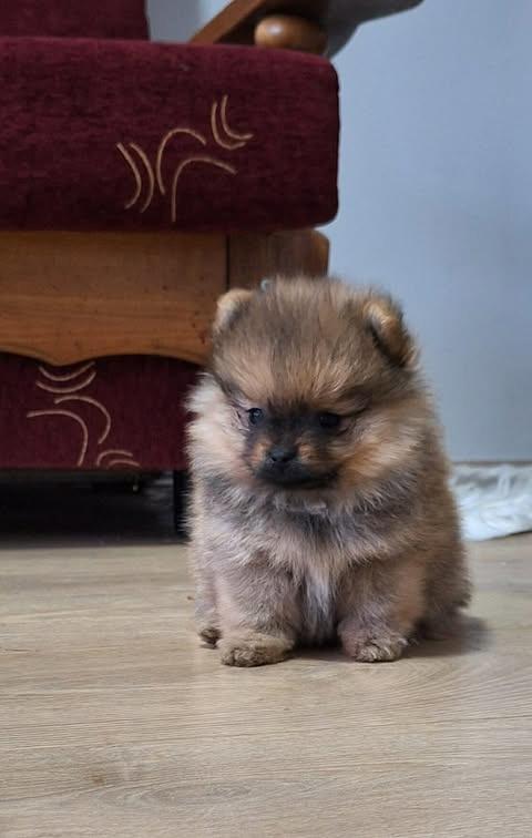 Pomeranski-špic---Boo