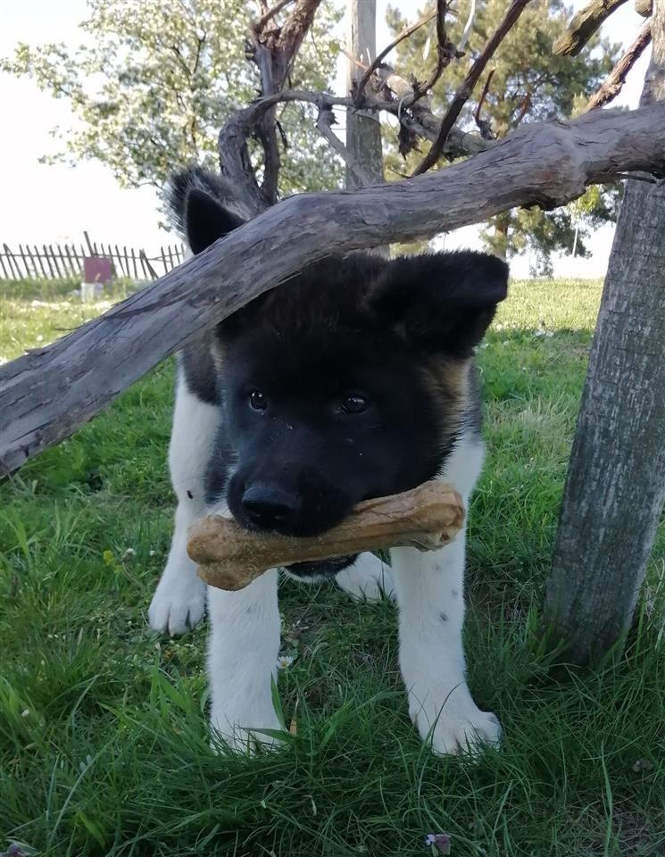 Američka-akita-štenci