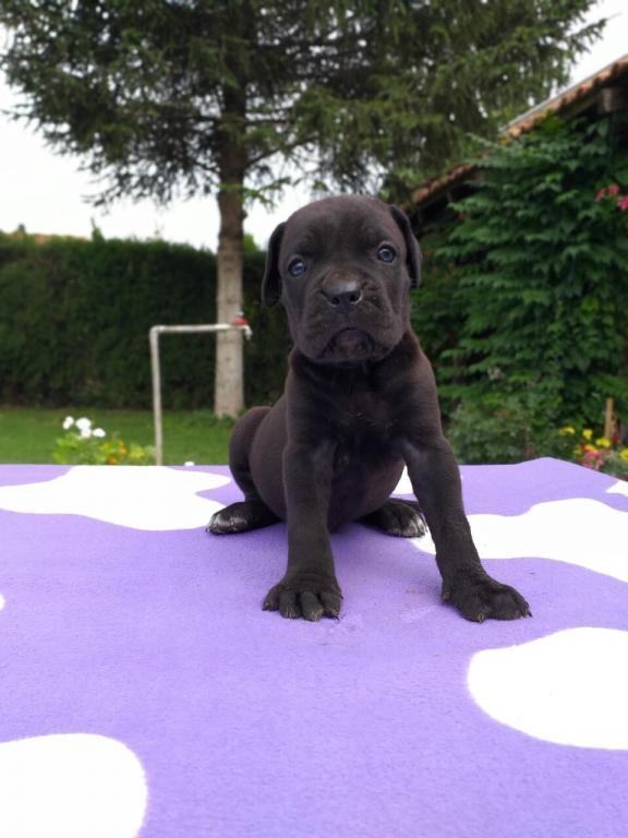 Cane-corso-stenci