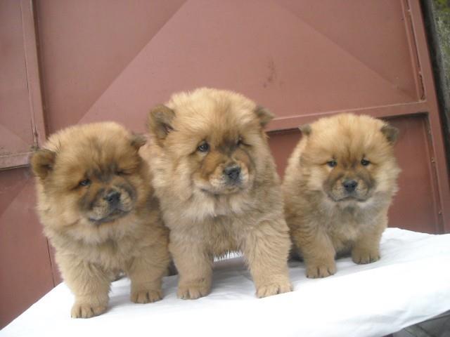 Chow-chow-stenad