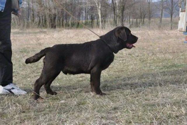 Labrador-braon-štenci