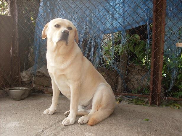 LABRADOR-RETRIVER-