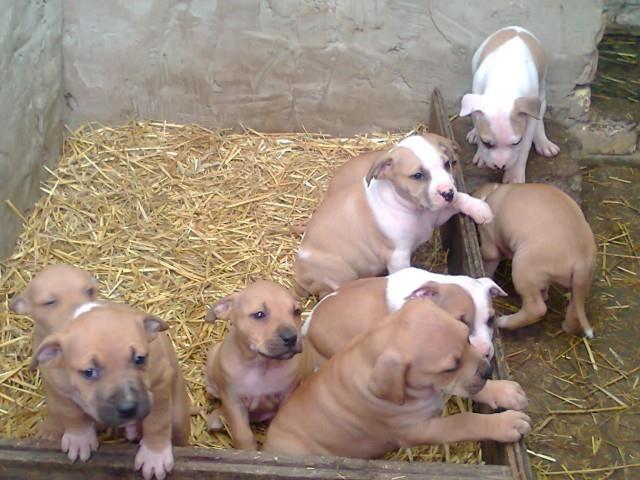 Americki-pit-bul-terijer-stenad---APBT