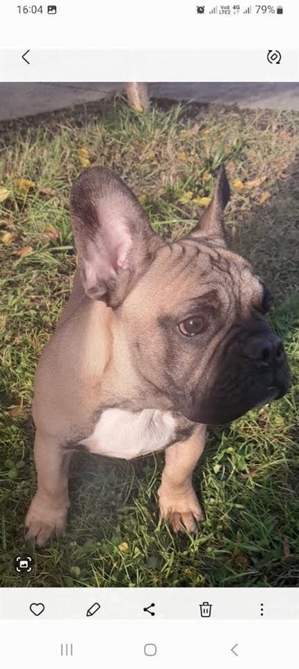 Francuski-buldog