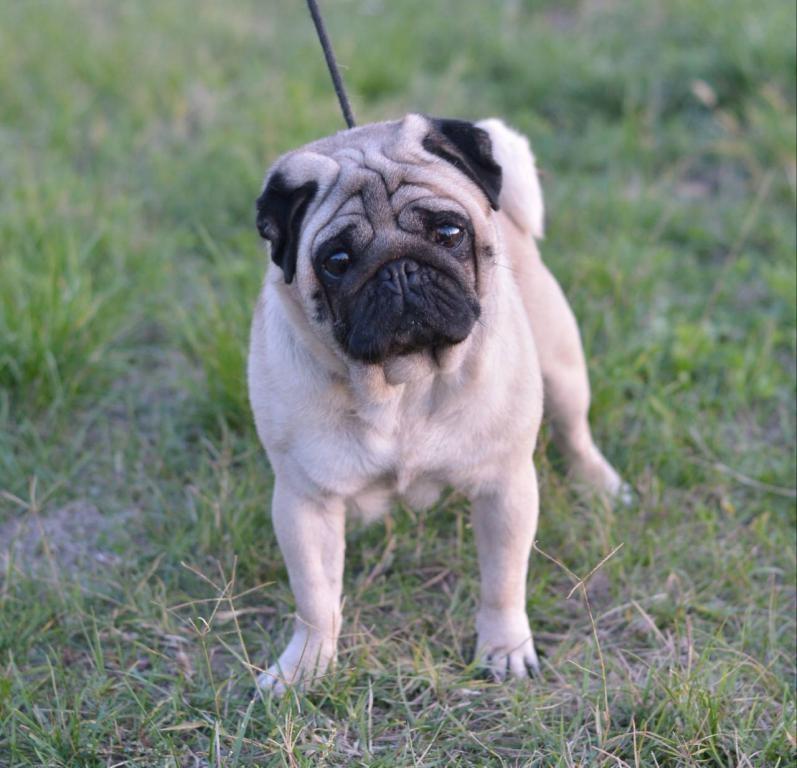 Mops-vrhunsko-musko-stene