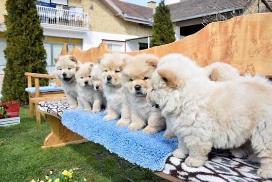 Chow-chow-cau-cau-stenad