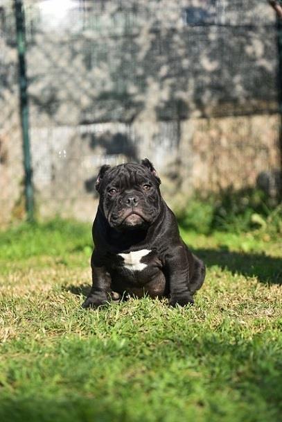 Micro-American-Bully