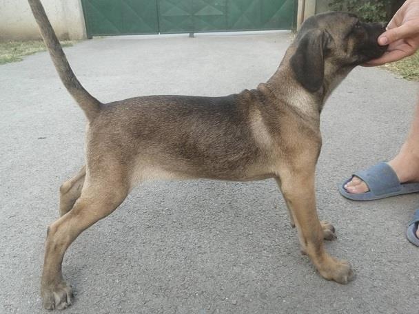 Cane-corso-štenci