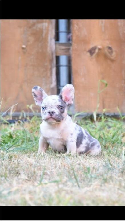 Francuski-buldog