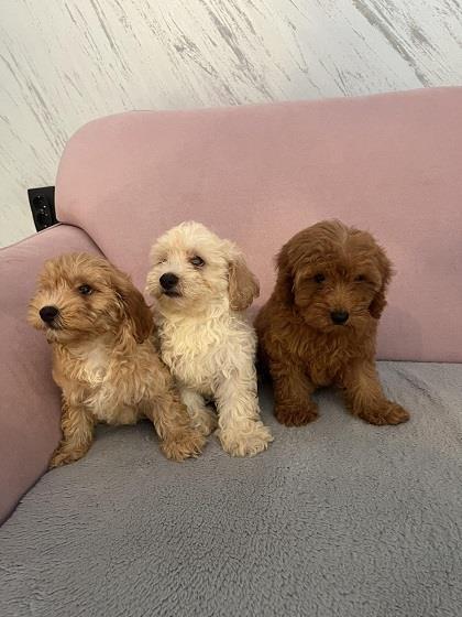 Maltipoo-štenci